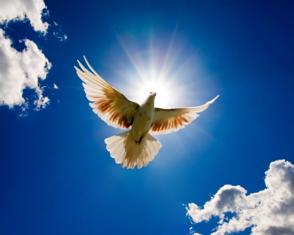 dove-bird-for-world-peace-1280x1024